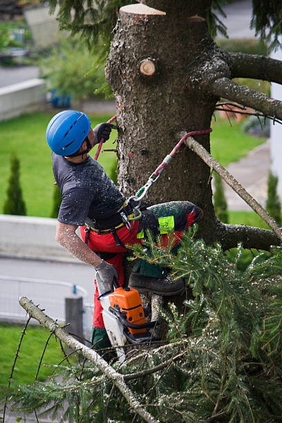 Hanapepe, HI Tree Care Services Company