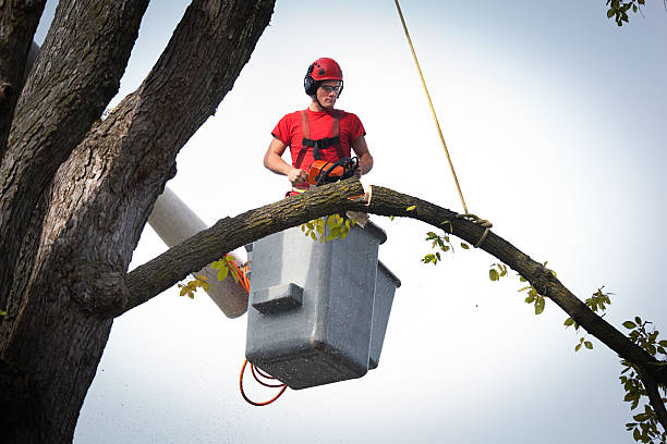 Best Palm Tree Trimming  in Hanapepe, HI